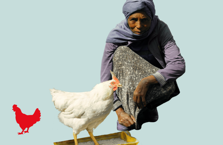 Hühner wie Hoffnung